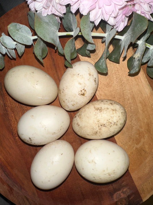 Indian Runner Duck Hatching Eggs