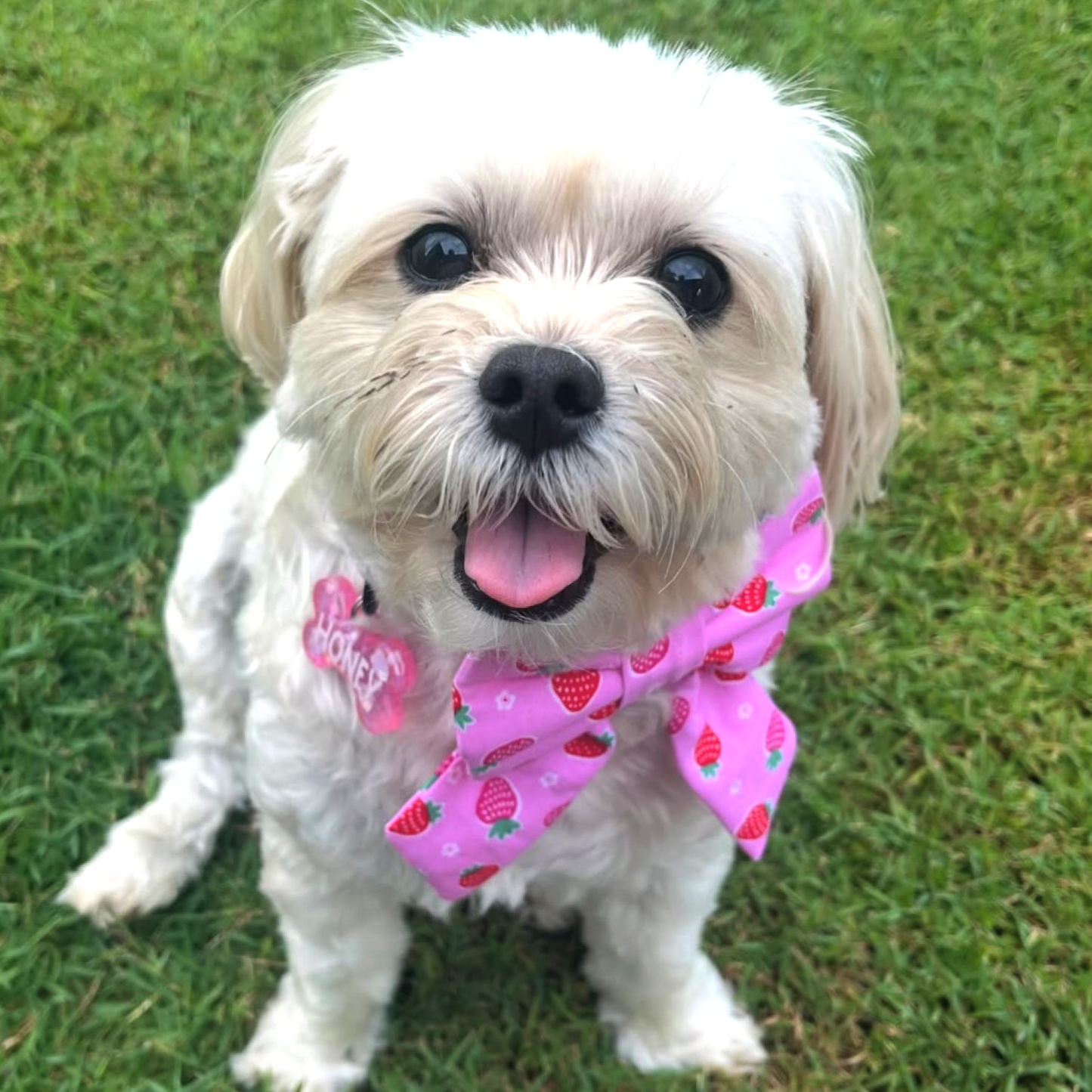 Strawbs Sailor Bow