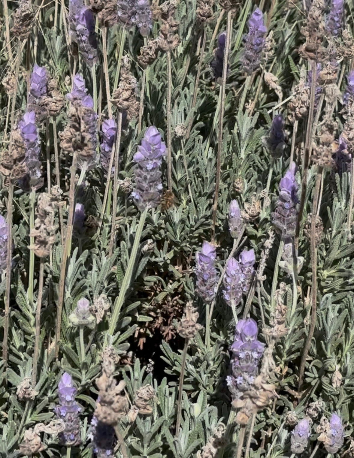 The Lavender Bunch