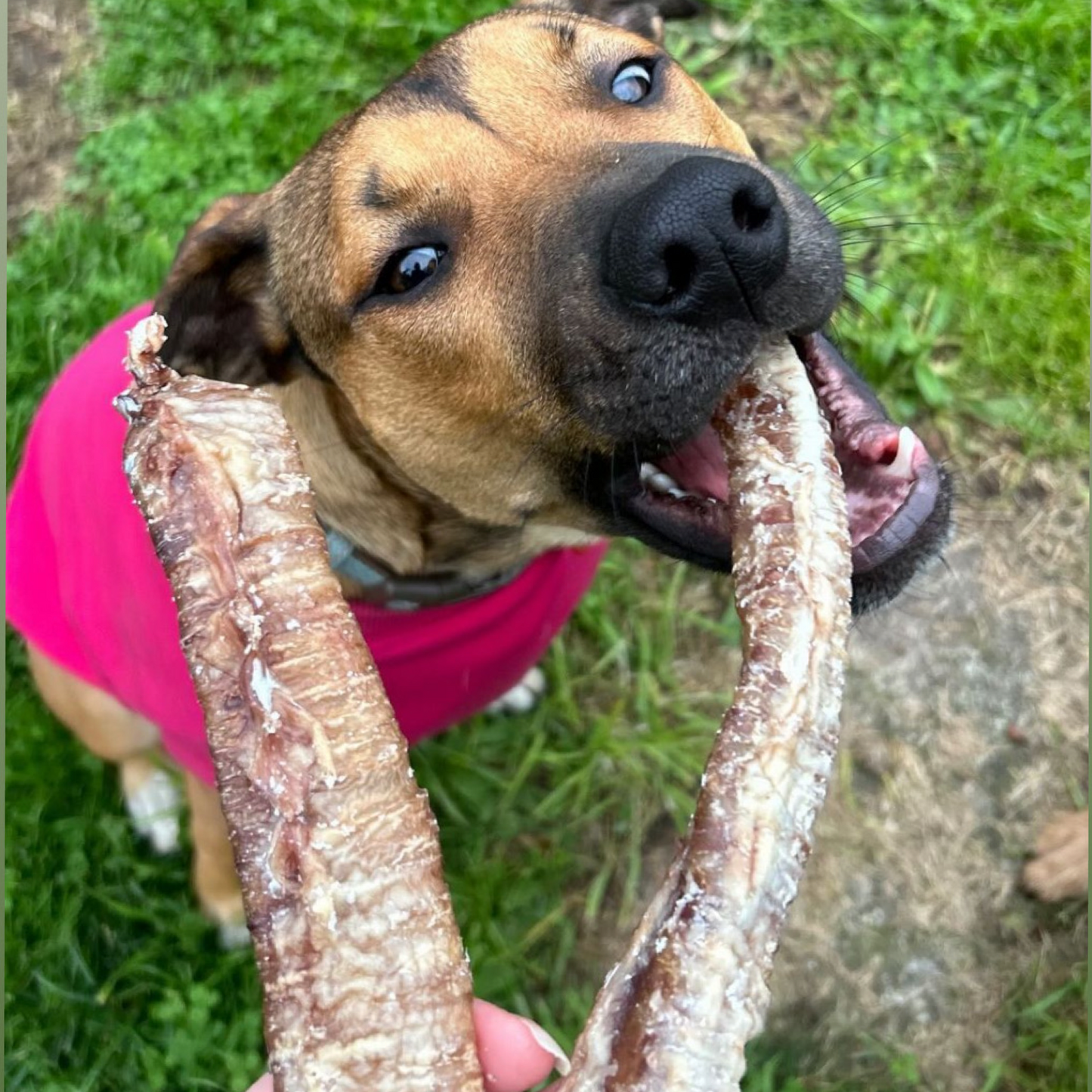 Sheep Trachea