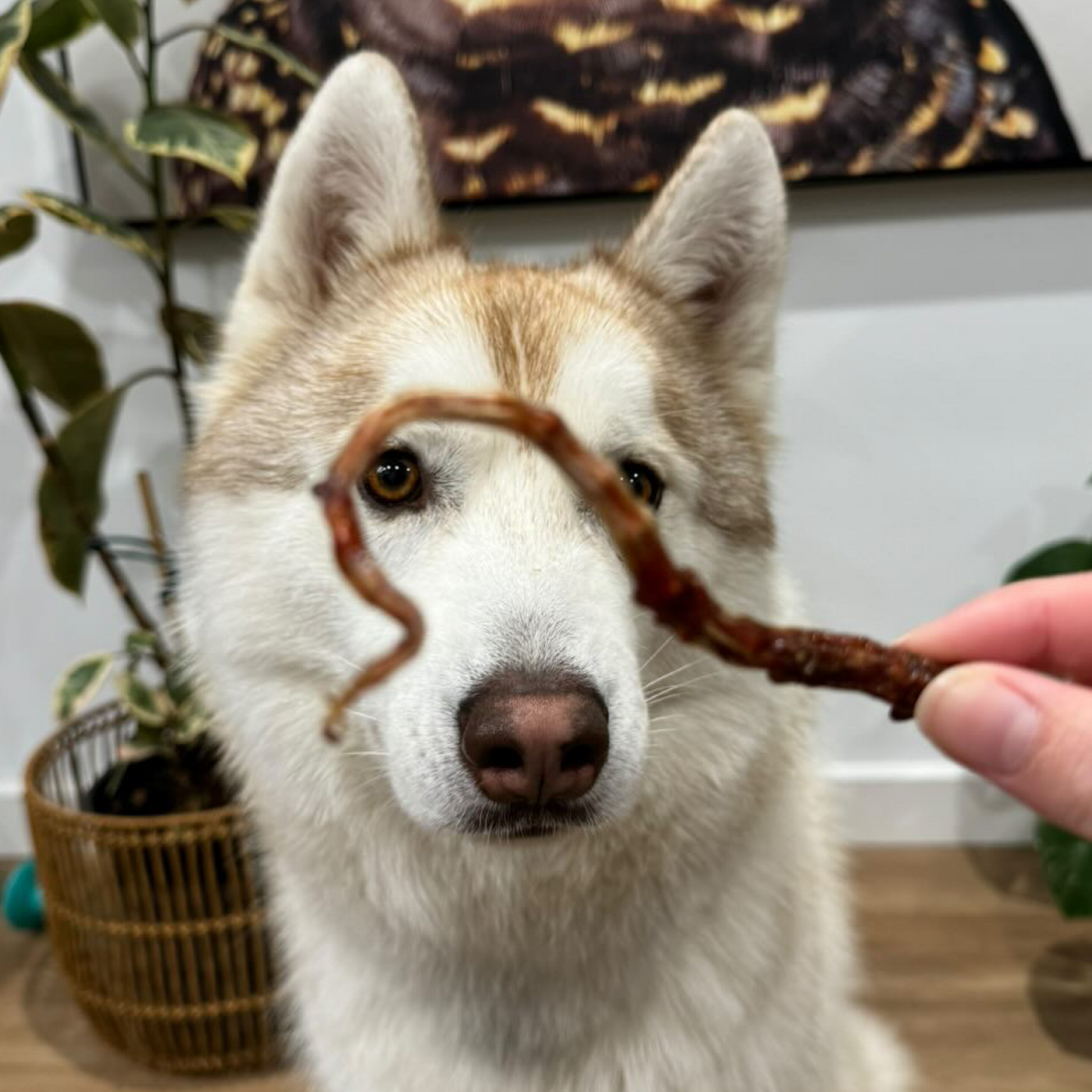 Veal Tail Chunks