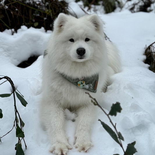 Koda Bandana