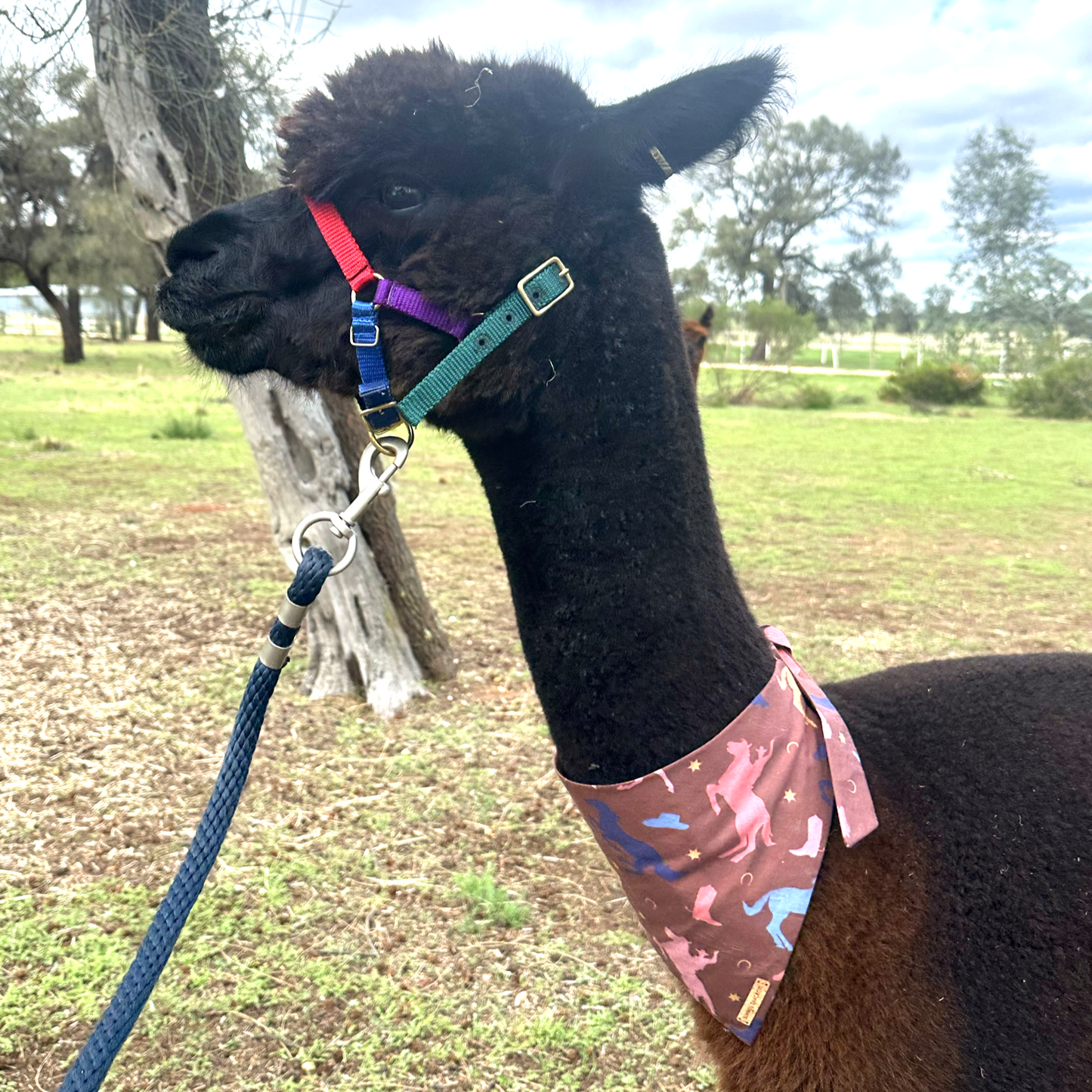 Buck Bandana