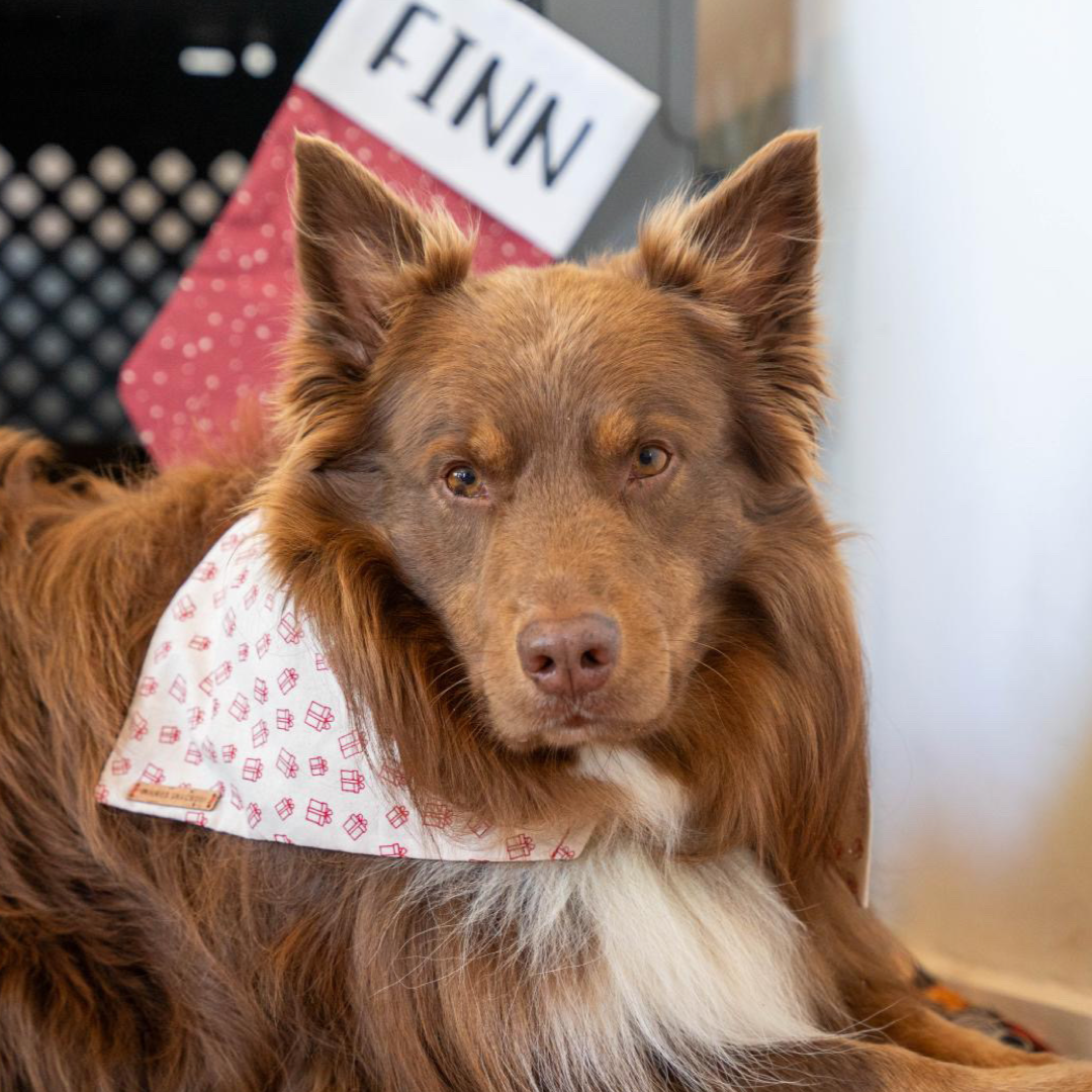 Pressie Bandana