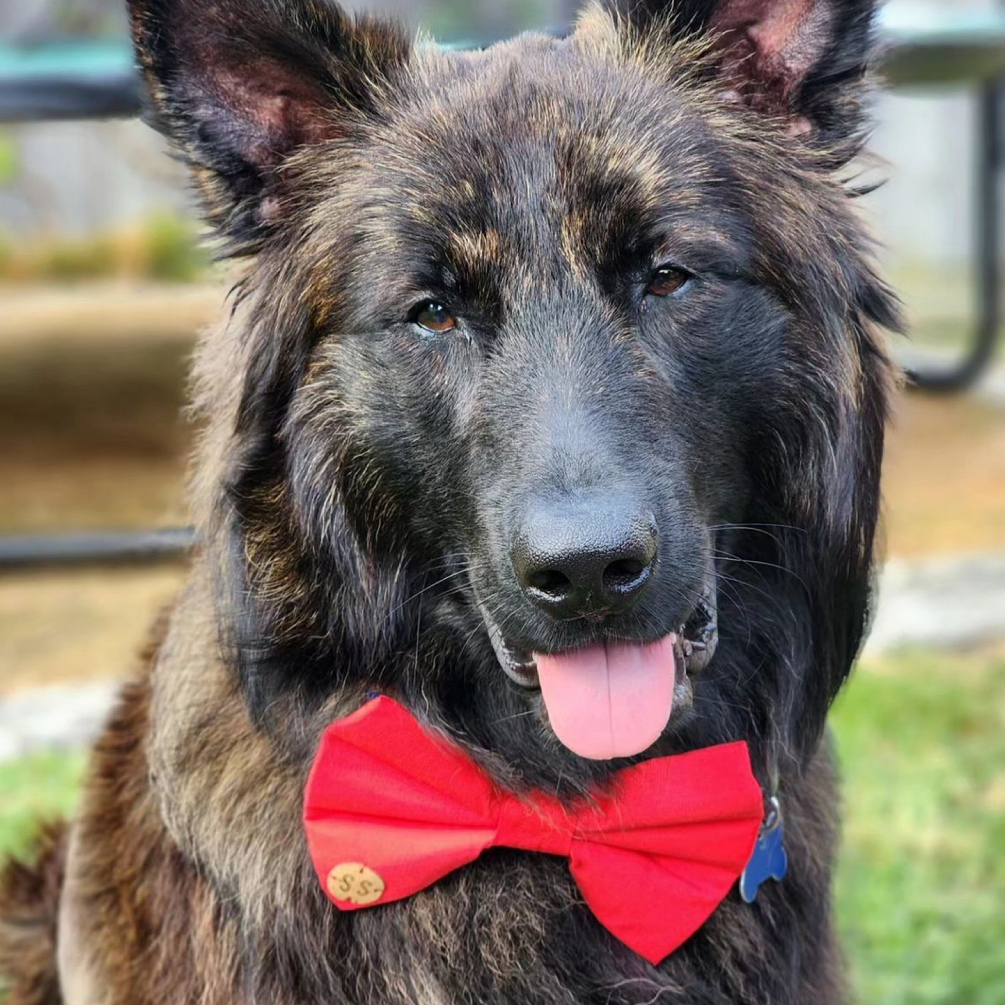 Blaze Bow Tie