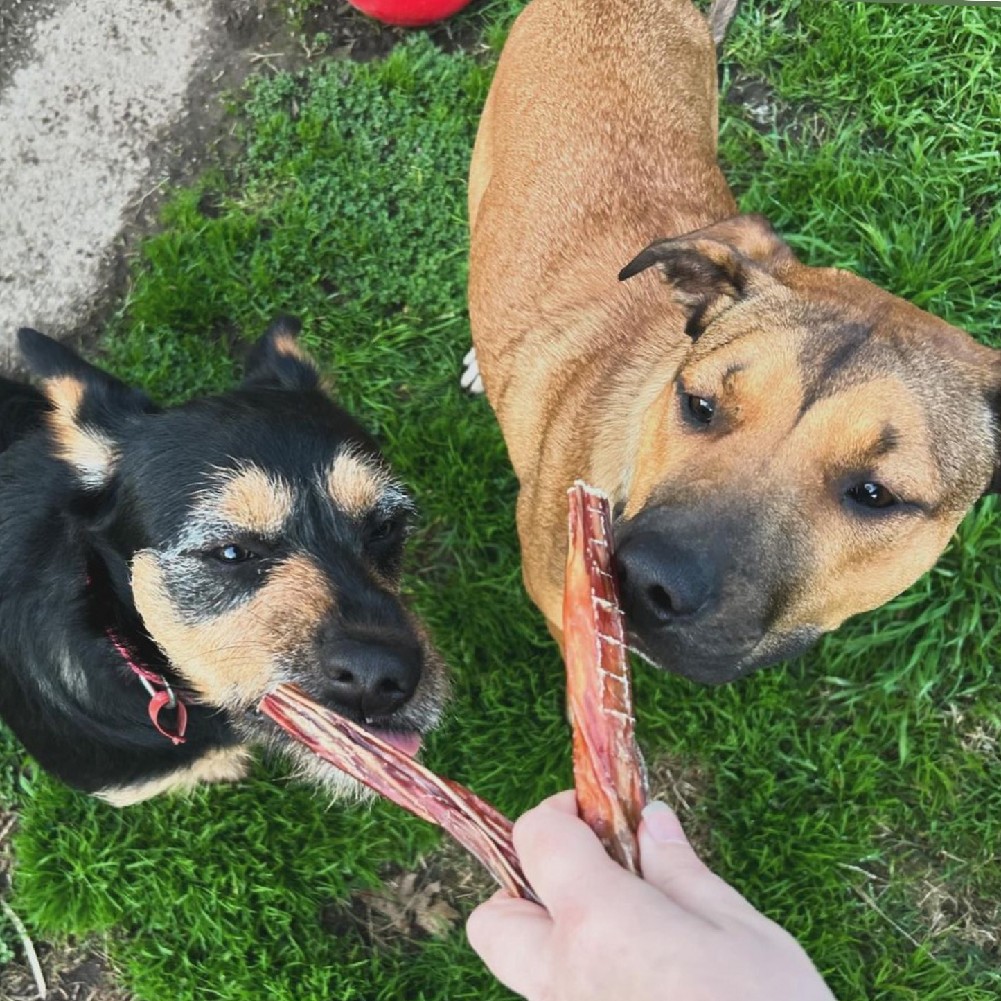 Bully Stick