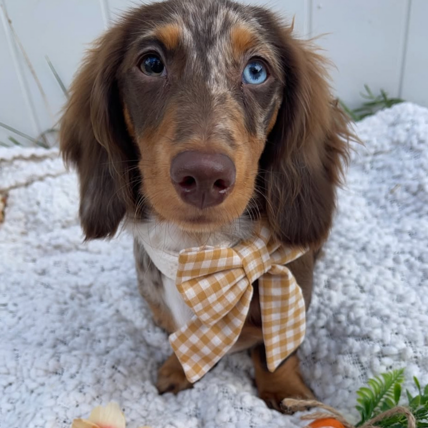 Butterscotch Sailor Bow
