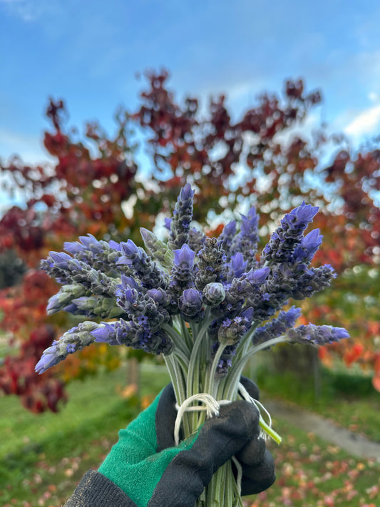The Lavender Bunch