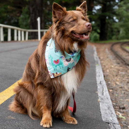 Mojo Bandana