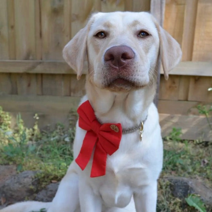 labrador wearing red blaze red sailor bow