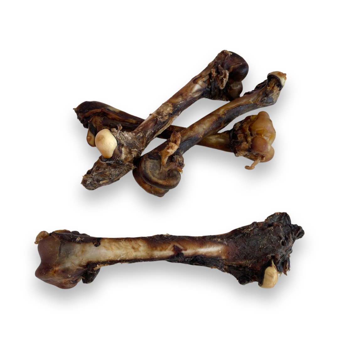 Kangaroo Femur