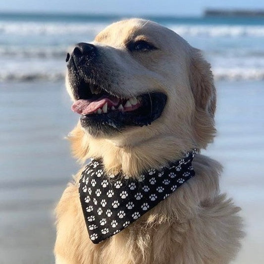 Paws Bandana