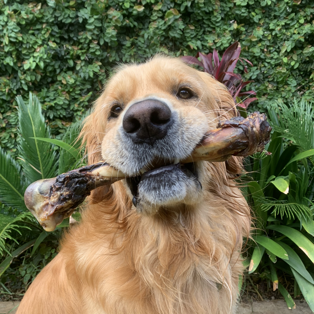 Kangaroo Femur