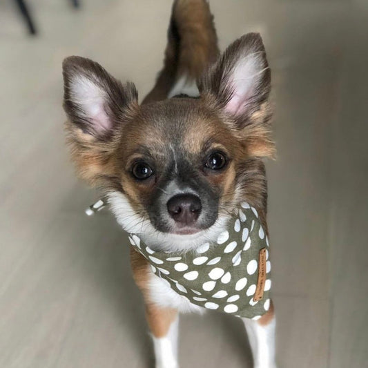 Kiki Bandana